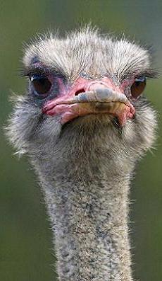 Timothy, a young ostrich considers just how small his eyes really are. 