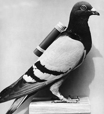 A carrier pigeon before heading out to deliver a reader's question to Imelda.  Whether or not the bird survived the lunchtime delivery ban is currently unknown.