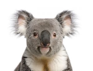 This Australian beast is on his way to steal your job.