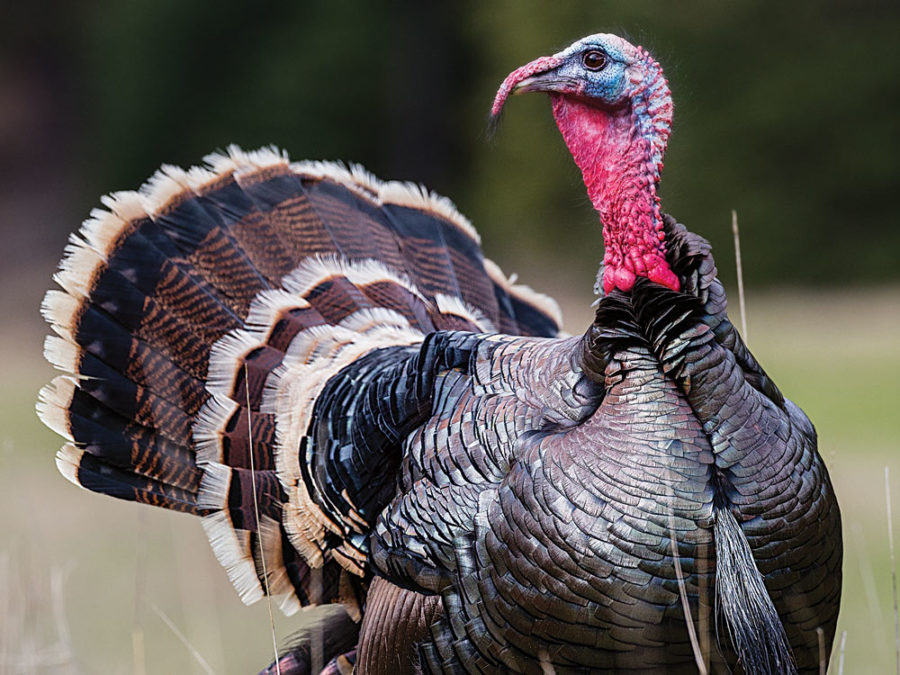 Thanksgiving Turkey Consumption