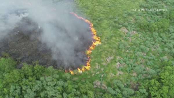 Marsh Fire in Bayou Sauvage (Murphy, Paul - 4WWL)